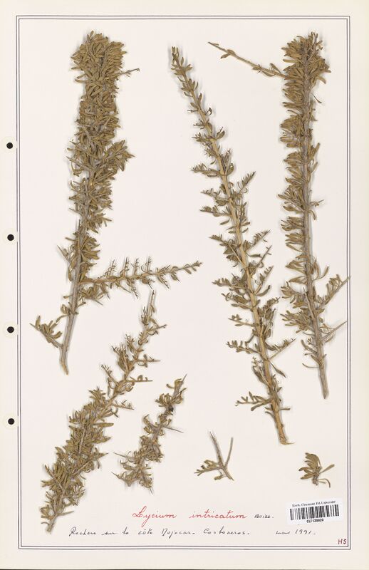 Lycium intricatum  (Solanaceae)