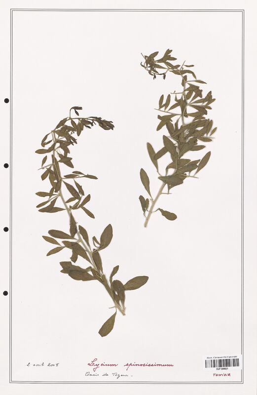 Lycium spinosissimum  (Solanaceae)