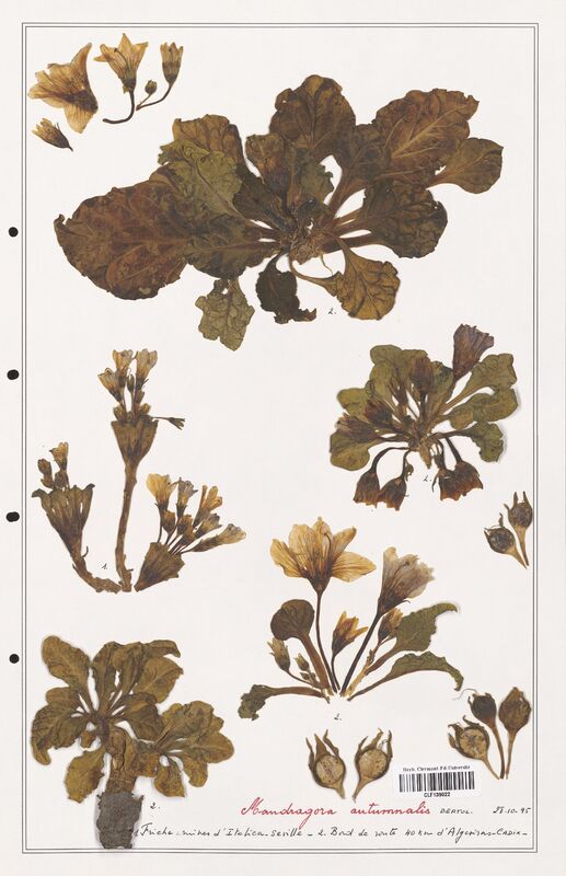 Mandragora autumnalis  (Solanaceae)