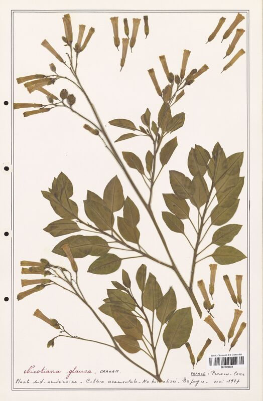 Nicotania glauca  (Solanaceae)