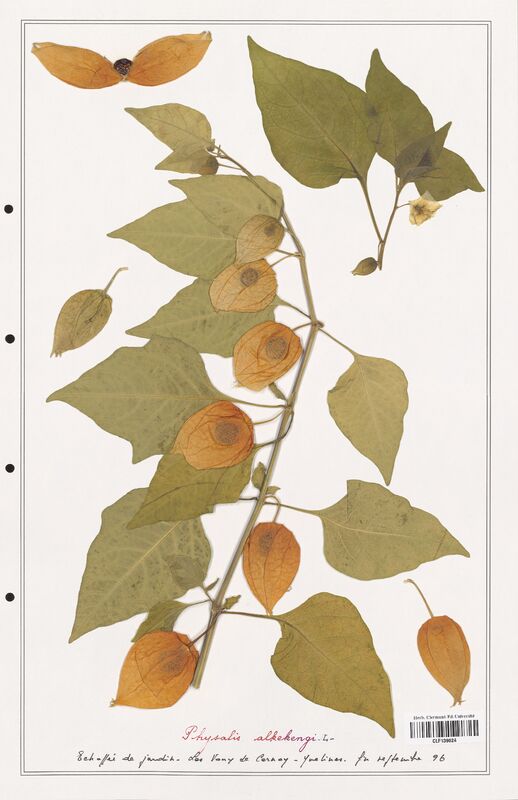 Physalis alkekengi  (Solanaceae)