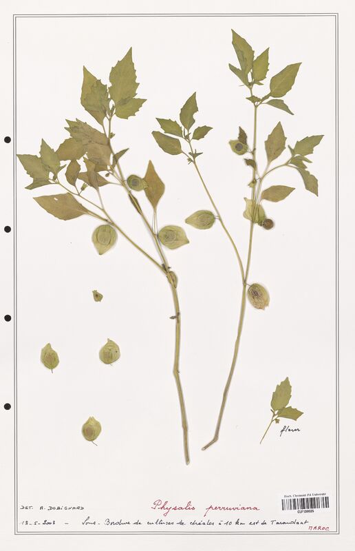 Physalis perruviana  (Solanaceae)