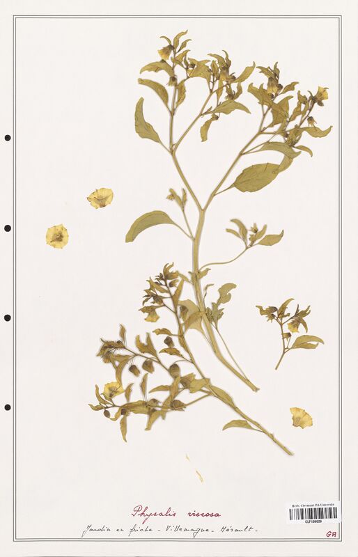 Physalis viscosa  (Solanaceae)