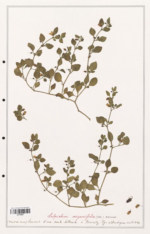 Salpichroa origanifolia  (Solanaceae)