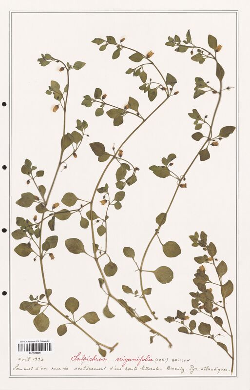 Salpichroa origanifolia  (Solanaceae)