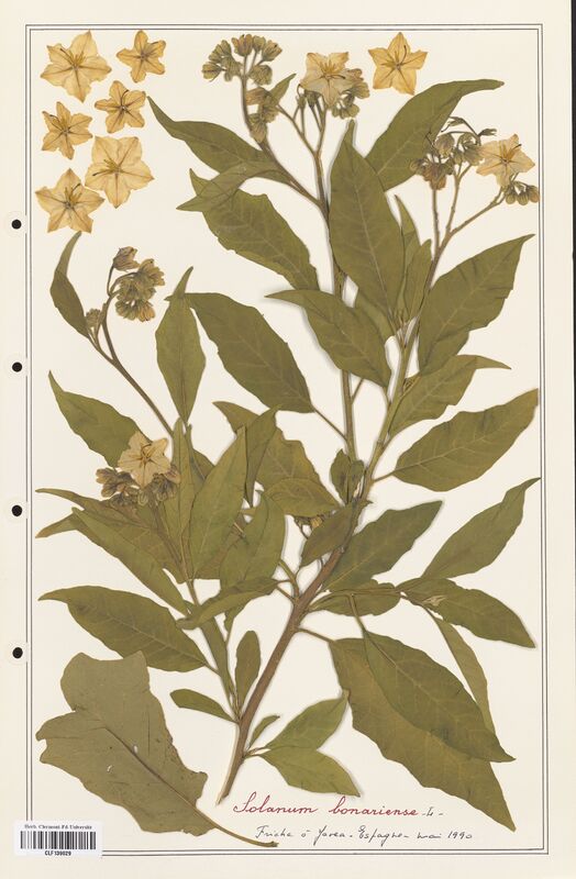 Solanum bonariense  (Solanaceae)