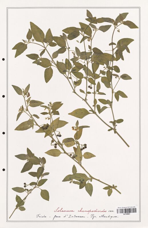 Solanum chenopodioides  (Solanaceae)
