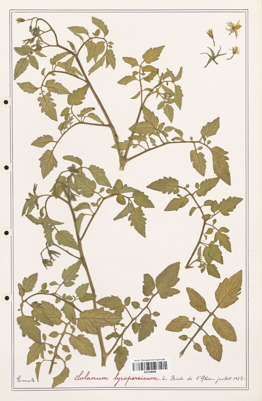 Solanum lycopersicum  (Solanaceae)
