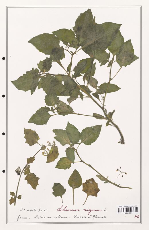 Solanum nigrum  (Solanaceae)