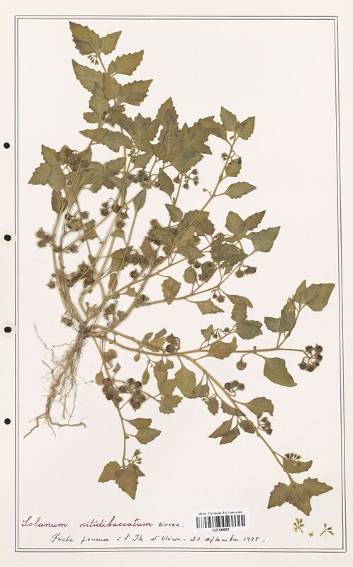 Solanum nitidibaccatum  (Solanaceae)