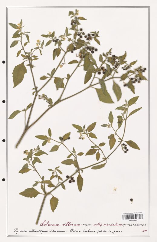 Solanum villosum  (Solanaceae)