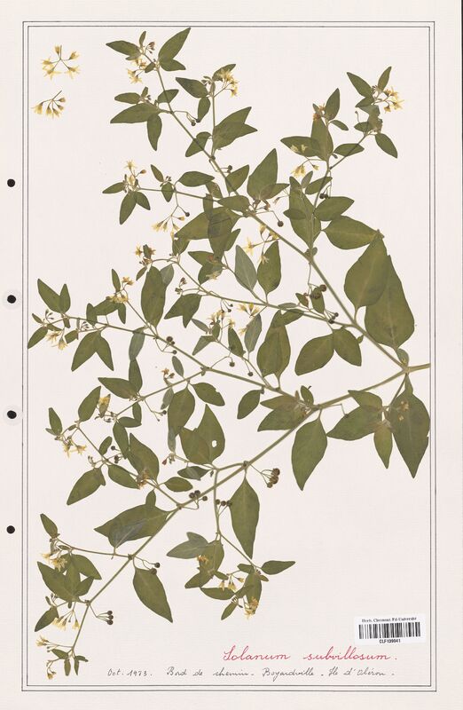 Solanum subvillosum  (Solanaceae)