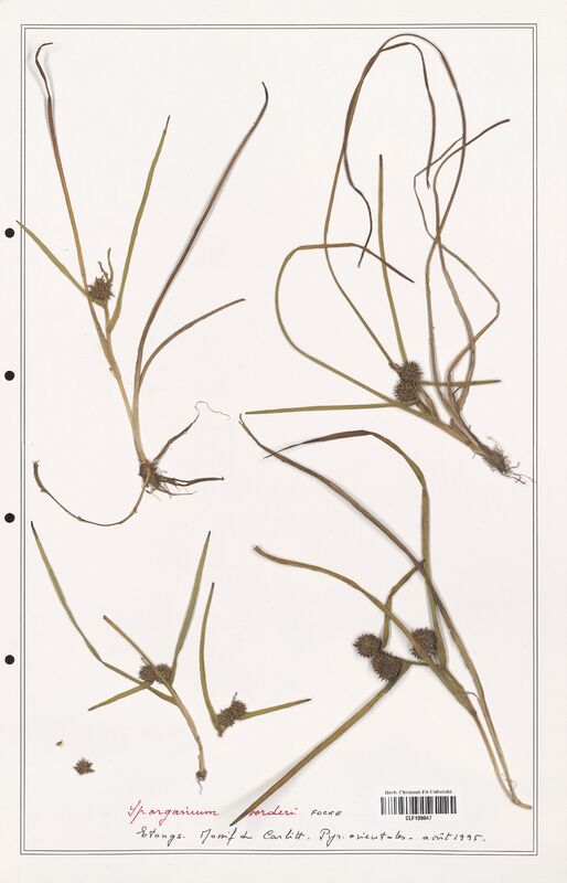 Sparganium vorderi  (Solanaceae)