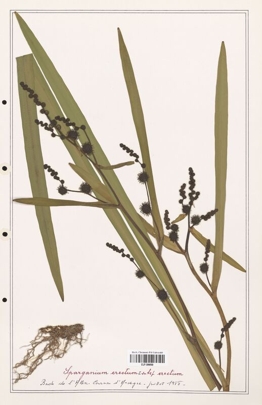 Sparganium erectum  (Solanaceae)