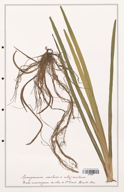 Sparganium erectum  (Solanaceae)