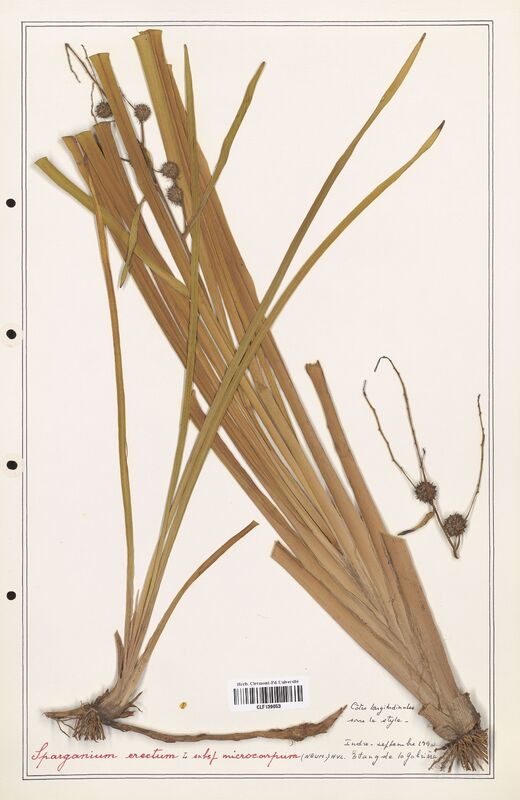 Sparganium erectum  (Solanaceae)
