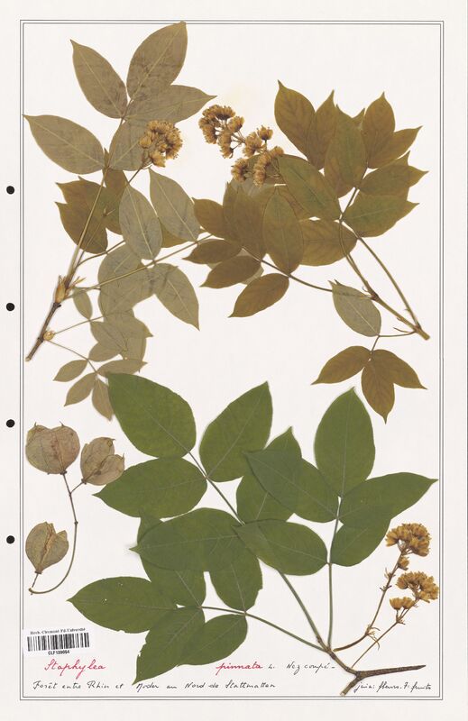 Staphylea pinnata  (Solanaceae)