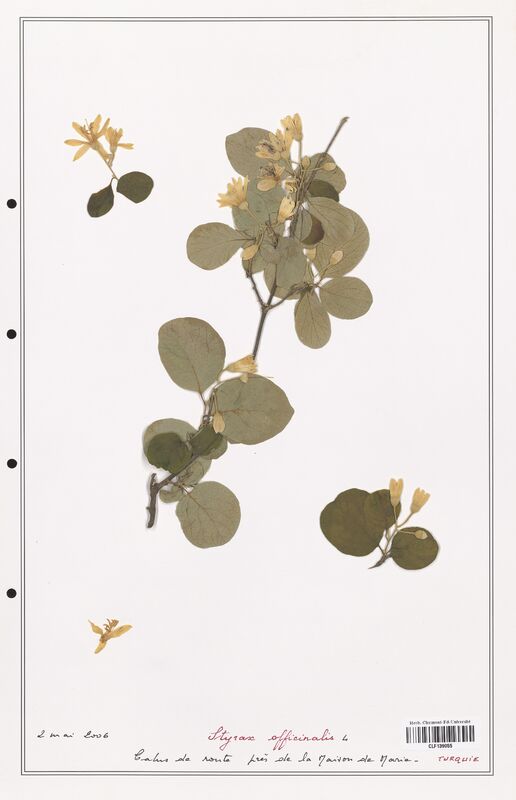 Styrax officinalis  (Solanaceae)
