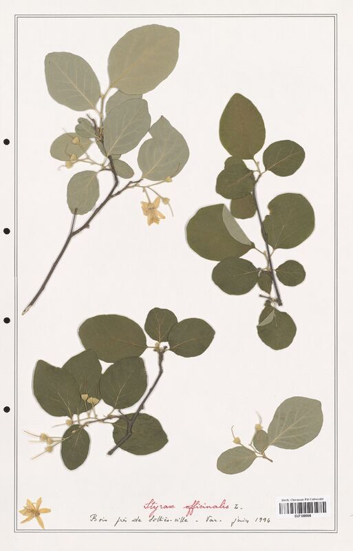 Styrax officinalis  (Solanaceae)