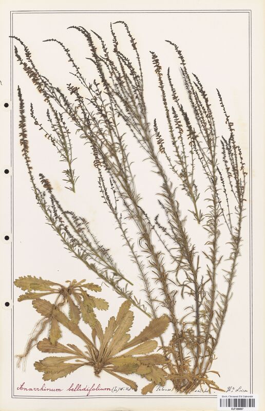 Anarrhinum bellidifolium  (Plantaginaceae)