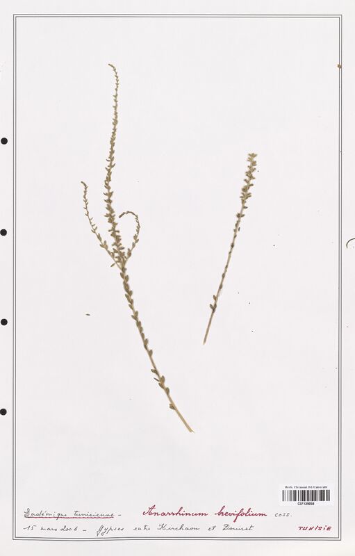 Anarrhinum brevifolium  (Plantaginaceae)