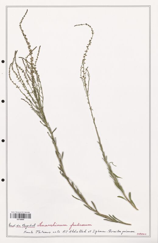 Anarrhinum fruticosum  (Plantaginaceae)