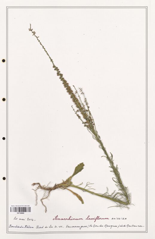 Anarrhinum laxiflorum  (Plantaginaceae)