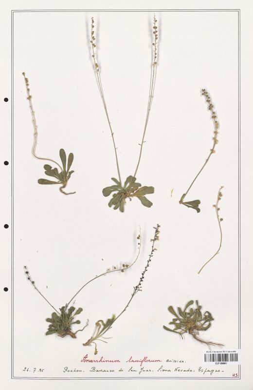 Anarrhinum laxiflorum  (Plantaginaceae)