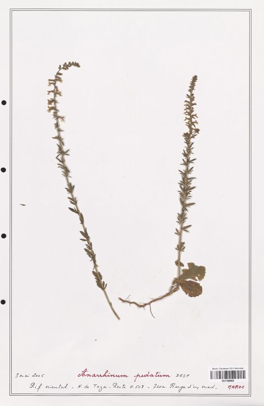 Anarrhinum pedatum  (Plantaginaceae)