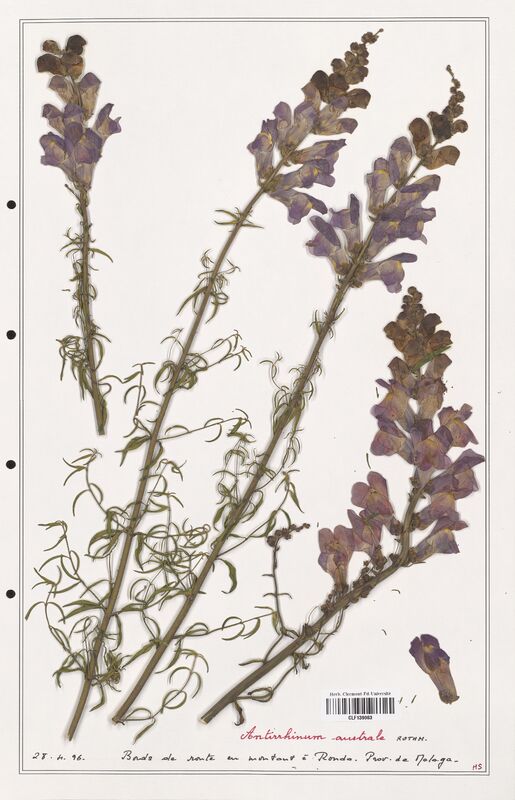 Antirrhinum australe  (Plantaginaceae)