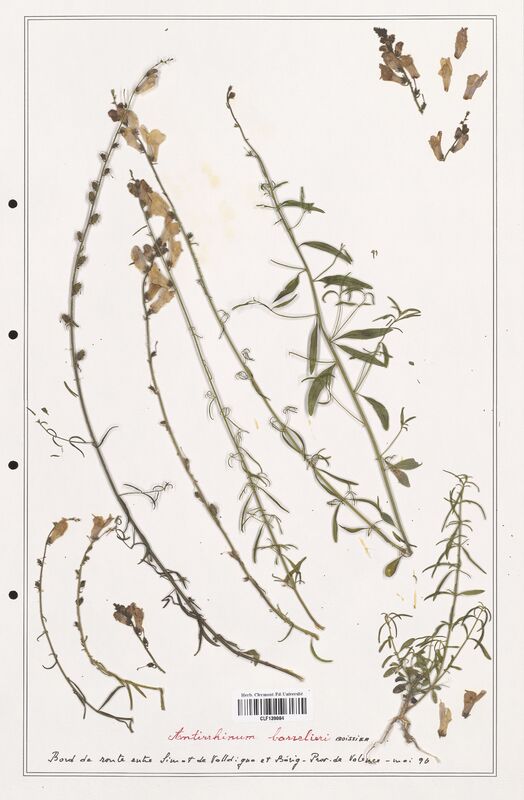 Antirrhinum barrelieri  (Plantaginaceae)