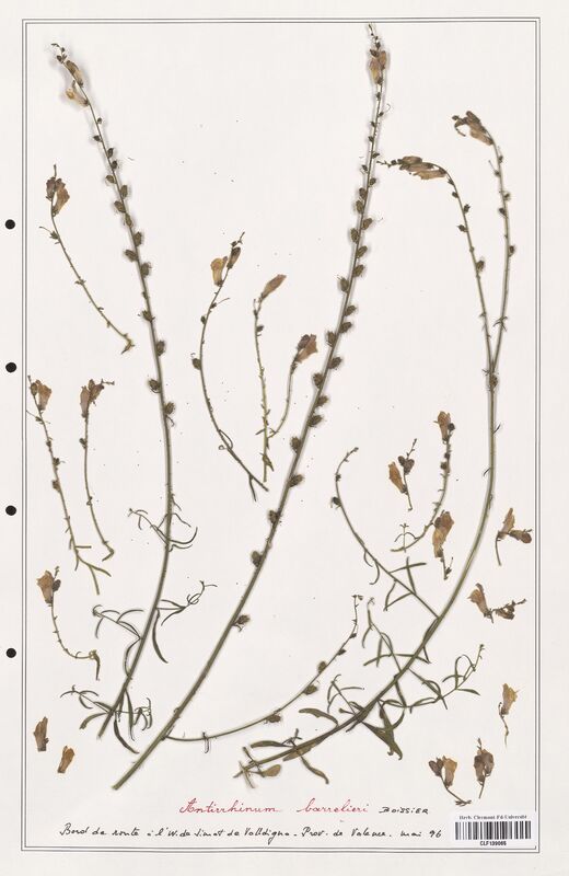 Antirrhinum barrelieri  (Plantaginaceae)