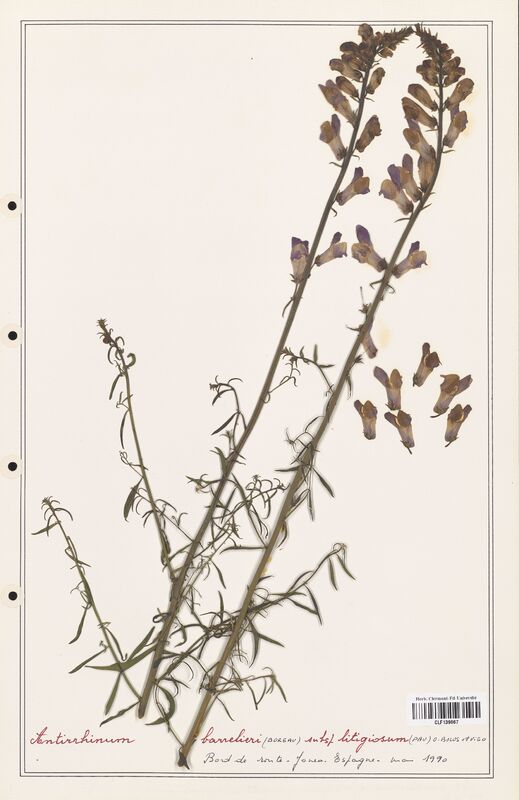 Antirrhinum barrelieri  (Plantaginaceae)