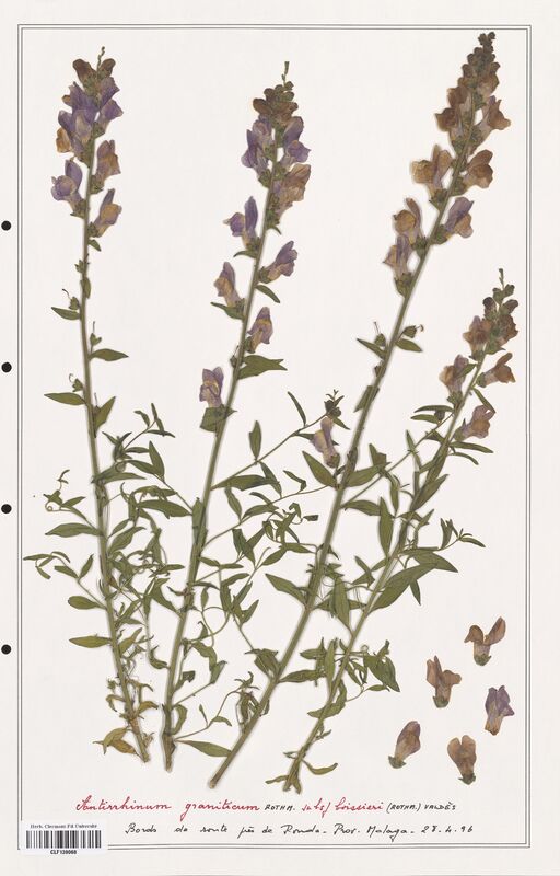 Antirrhinum graniticum  (Plantaginaceae)