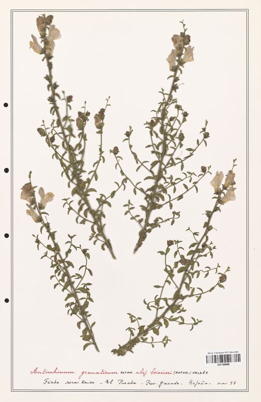 Antirrhinum graniticum  (Plantaginaceae)