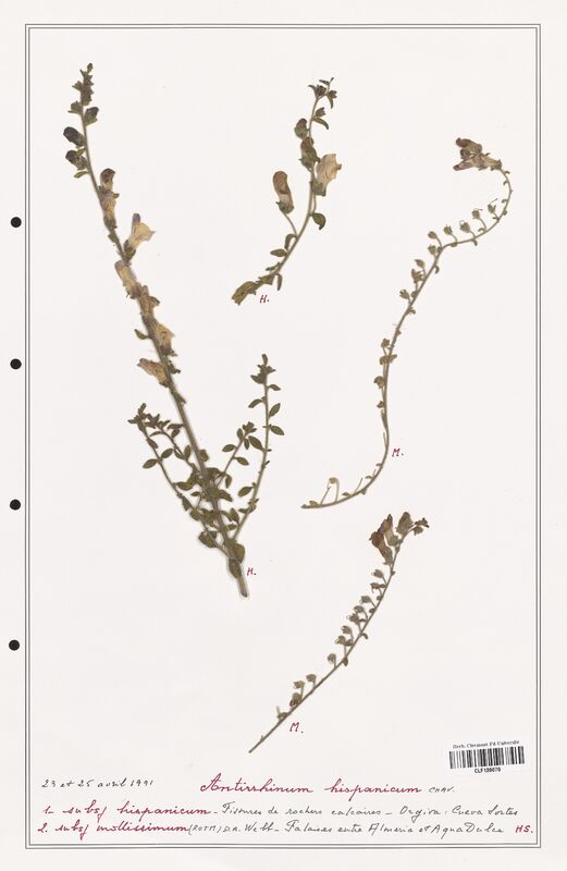 Antirrhinum hispanicum  (Plantaginaceae)