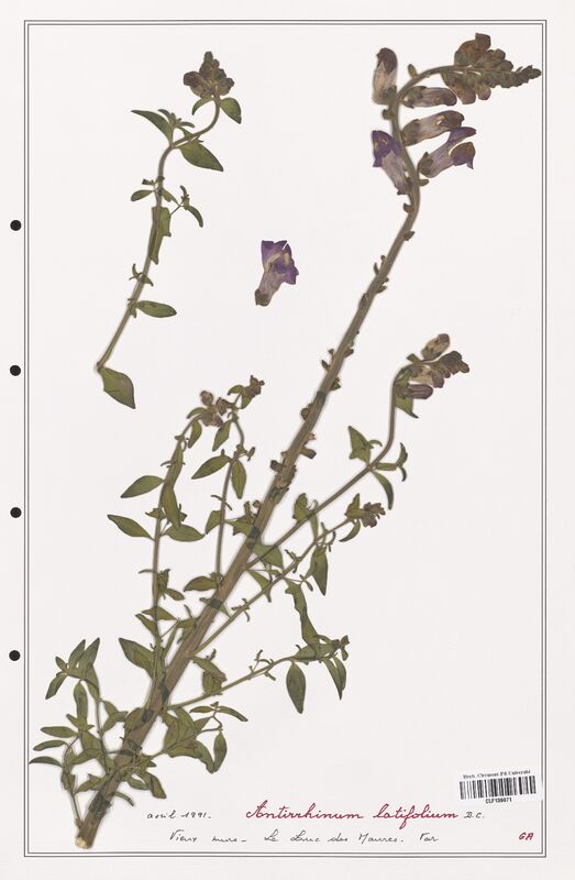 Antirrhinum latifolium  (Plantaginaceae)