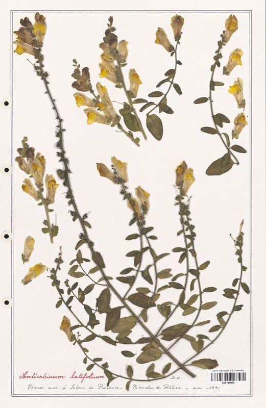 Antirrhinum latifolium  (Plantaginaceae)