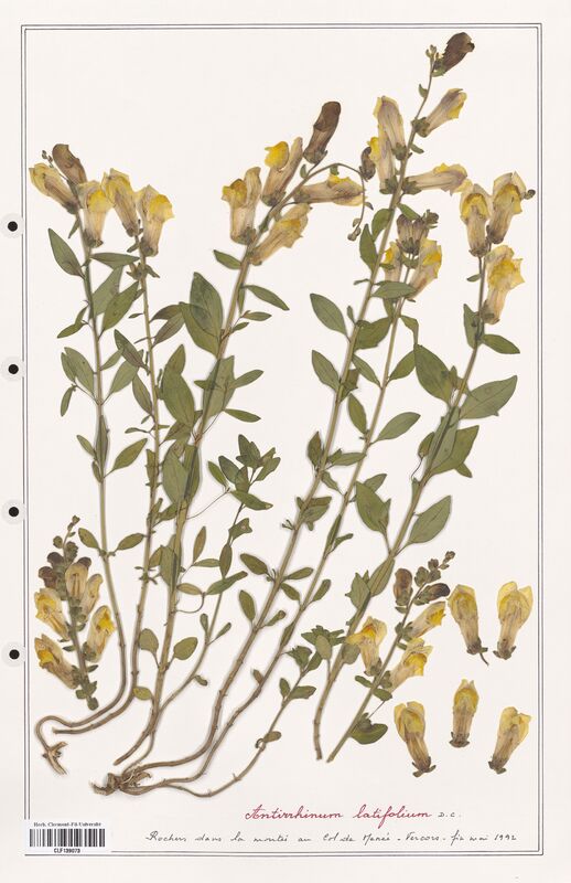Antirrhinum latifolium  (Plantaginaceae)