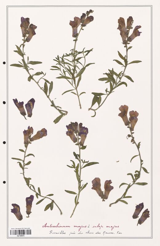 Antirrhinum majus  (Plantaginaceae)