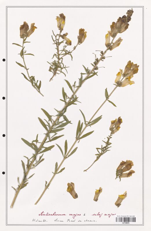 Antirrhinum majus  (Plantaginaceae)