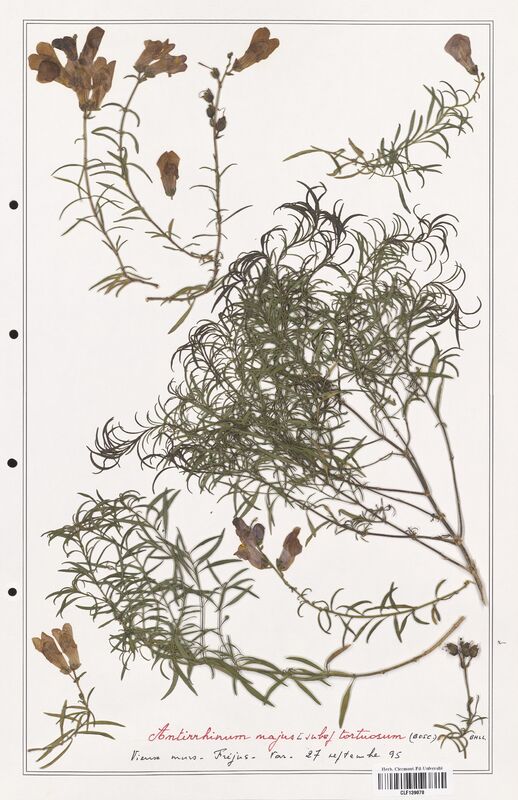 Antirrhinum majus  (Plantaginaceae)