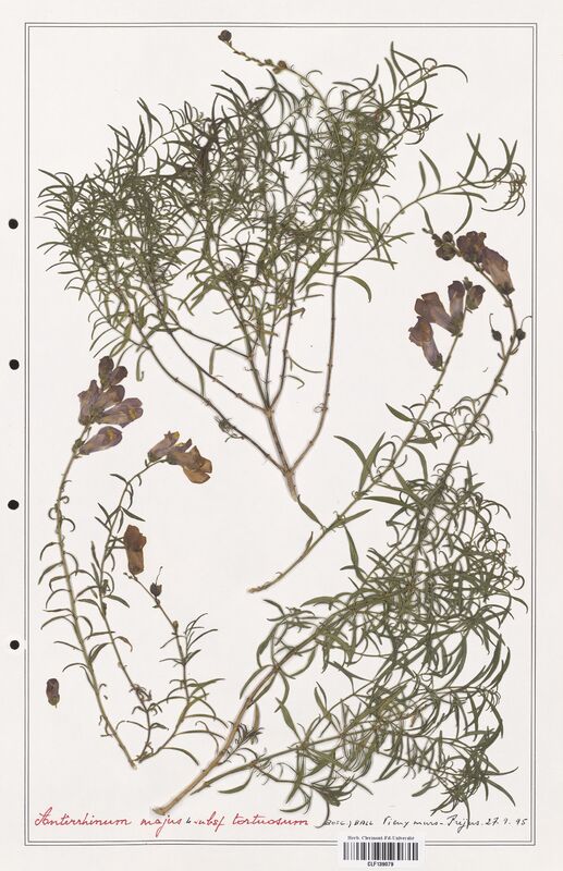 Antirrhinum majus  (Plantaginaceae)