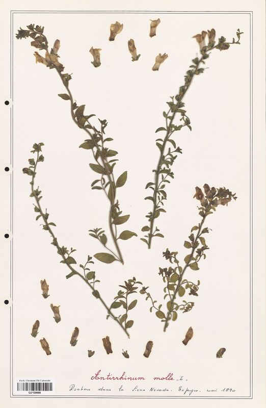 Antirrhinum molle  (Plantaginaceae)