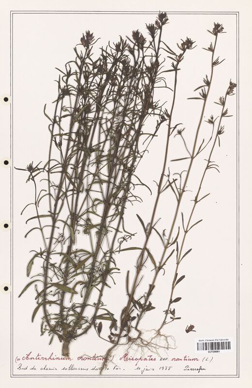 Antirrhinum orontium  (Plantaginaceae)