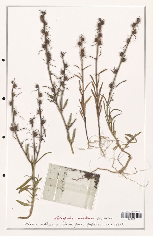 Antirrhinum orontium  (Plantaginaceae)