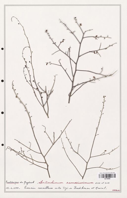 Antirrhinum ramosissimum  (Plantaginaceae)