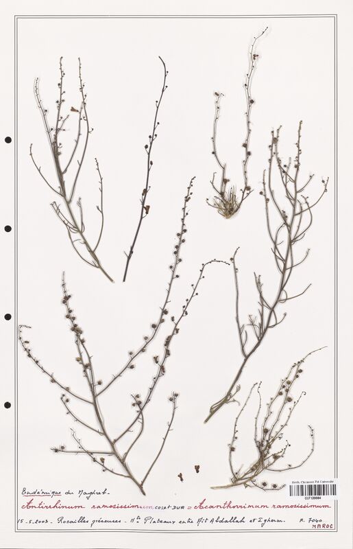 Antirrhinum ramosissimum  (Plantaginaceae)