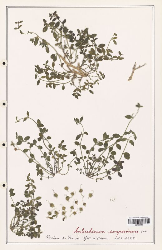 Antirrhinum sempervirens  (Plantaginaceae)