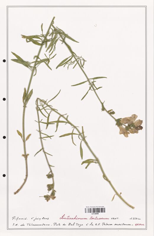 Antirrhinum tortuosum  (Plantaginaceae)